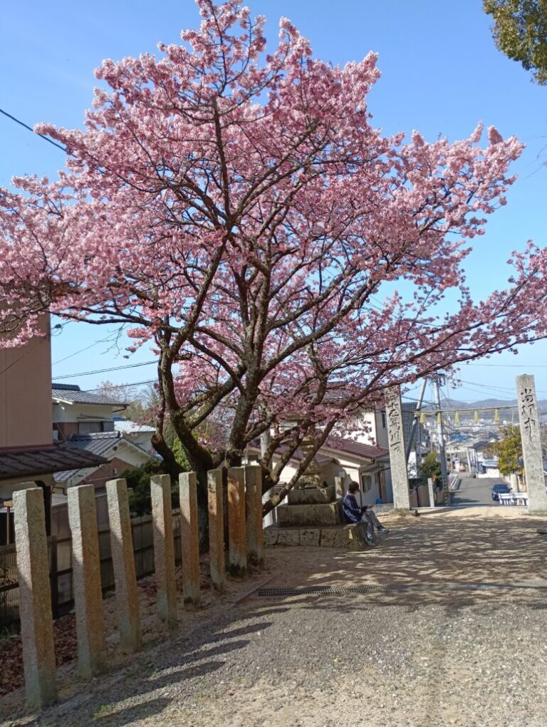 桜2
