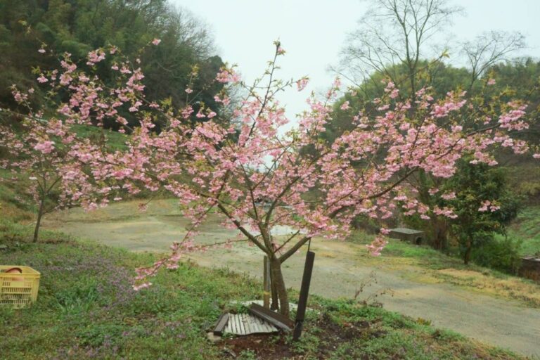 桜満開