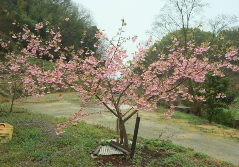 桜満開